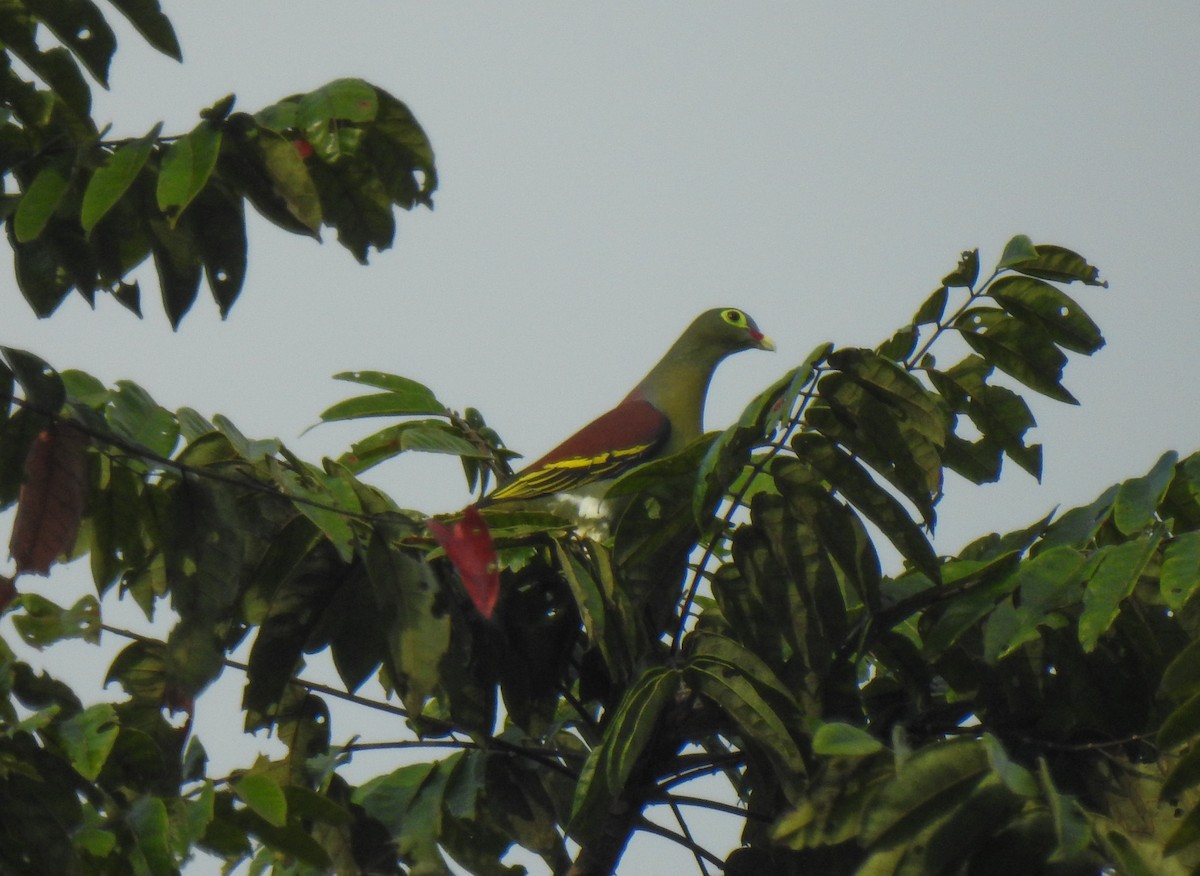 Thick-billed Green-Pigeon - ML112399181