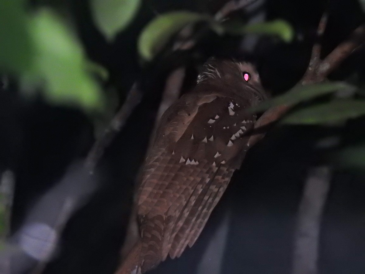Large Frogmouth - ML112400181