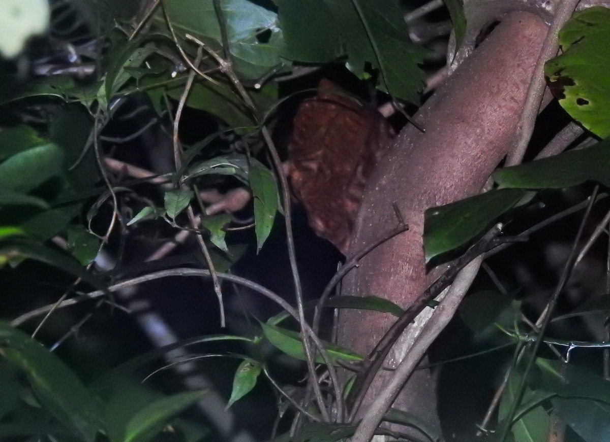 Gould's Frogmouth - ML112400251