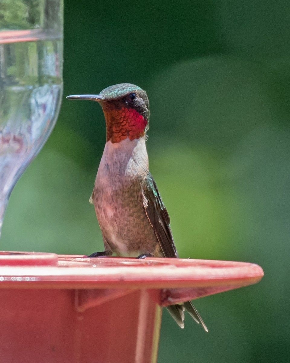Ruby-throated Hummingbird - Edward Plumer