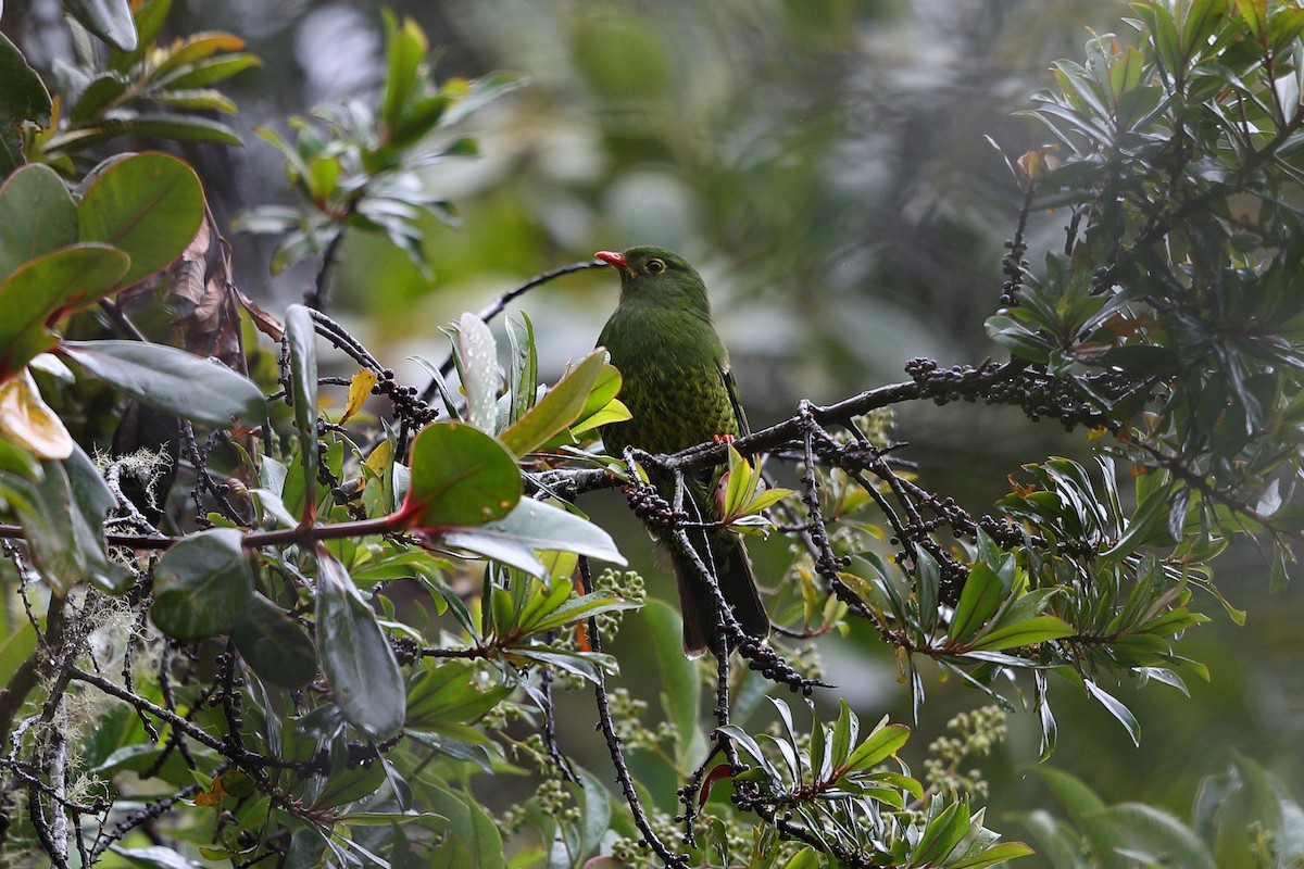 Band-tailed Fruiteater - Jon Irvine
