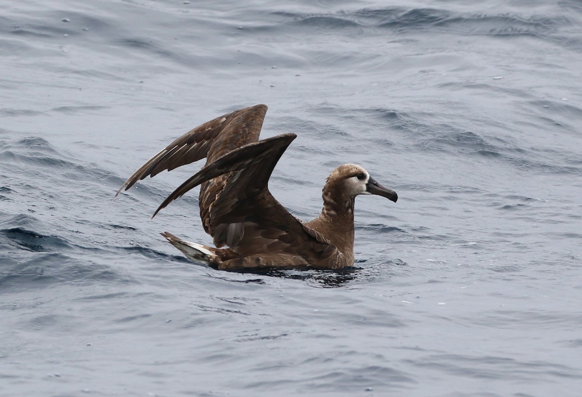 Black-footed Albatross - Tom Benson