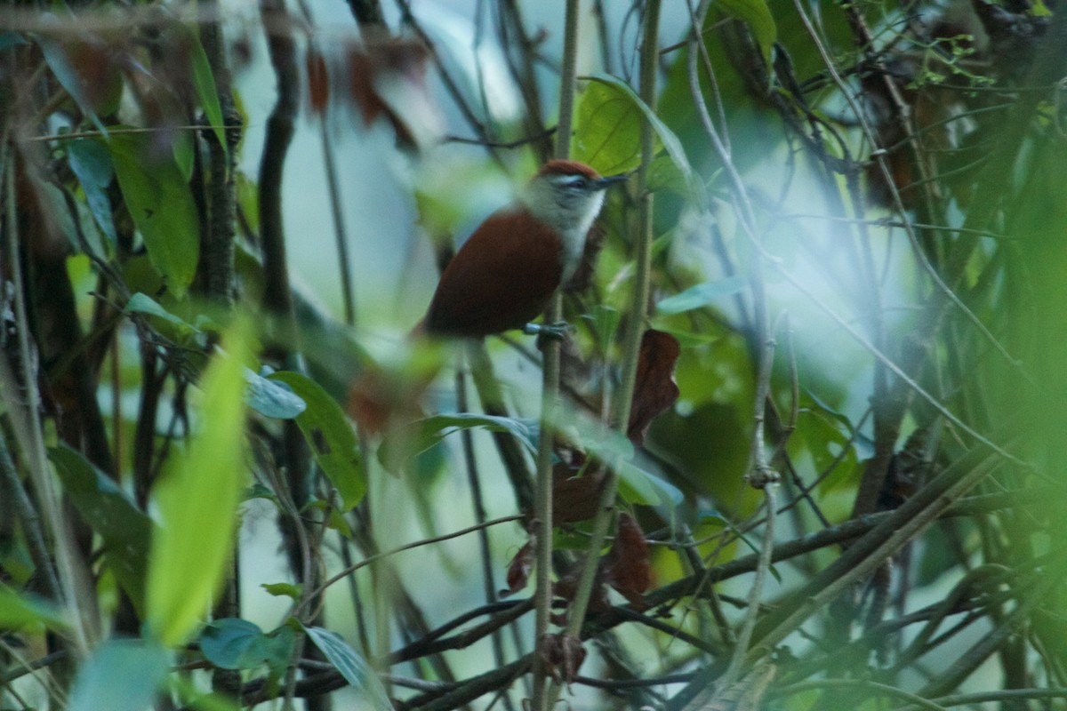 Marcapata Spinetail - ML112404191