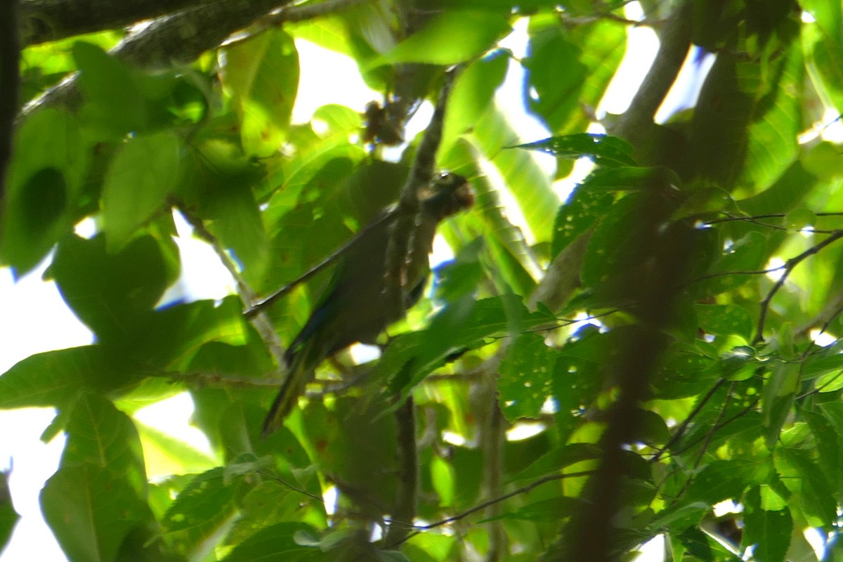 Olive-throated Parakeet - ML112404241