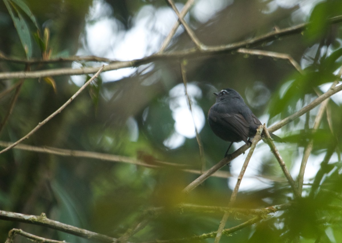 Maroon-belted Chat-Tyrant - Will Sweet