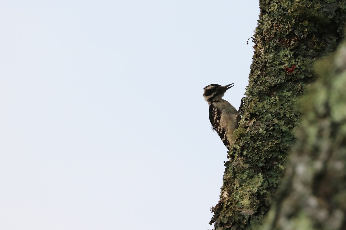 Hairy Woodpecker - Colin Sumrall