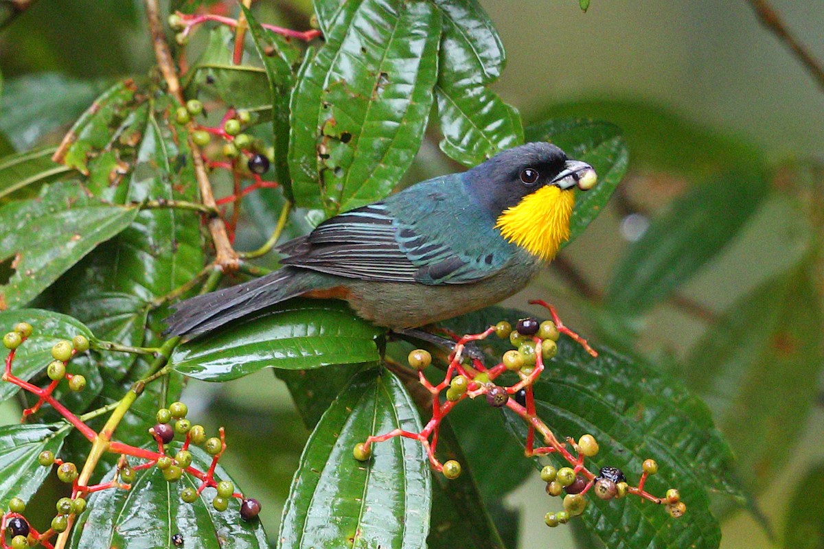 Yellow-throated Tanager - ML112409981