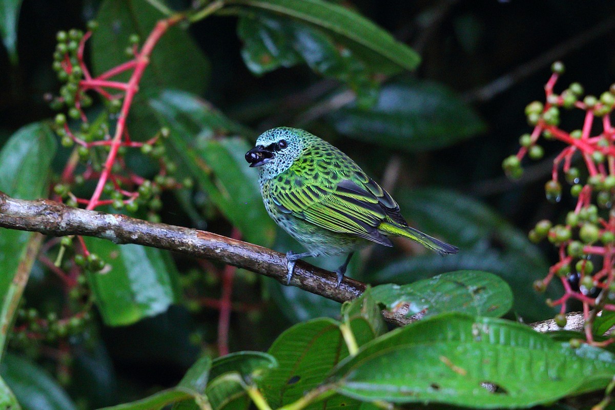 Spotted Tanager - Jon Irvine