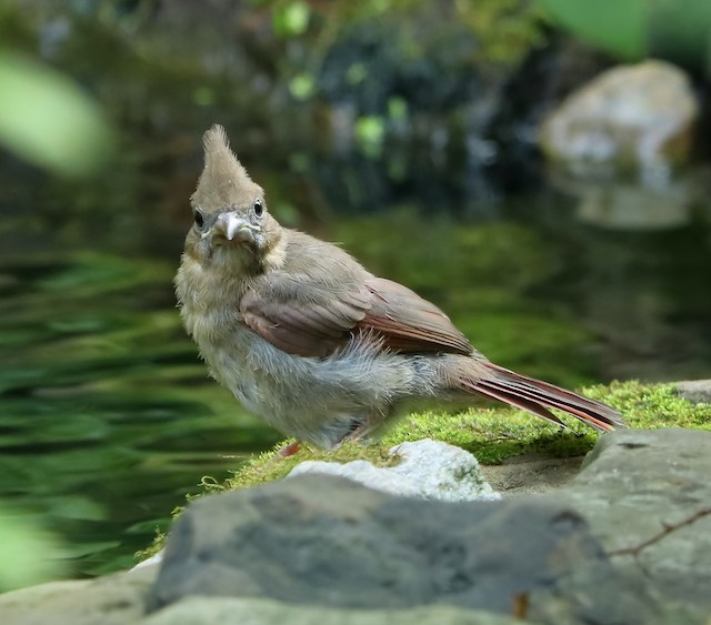 Juvenile Northern Cardinal. - Northern Cardinal - 