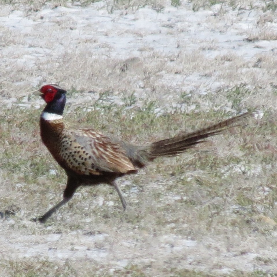 Ring-necked Pheasant - John Apperson
