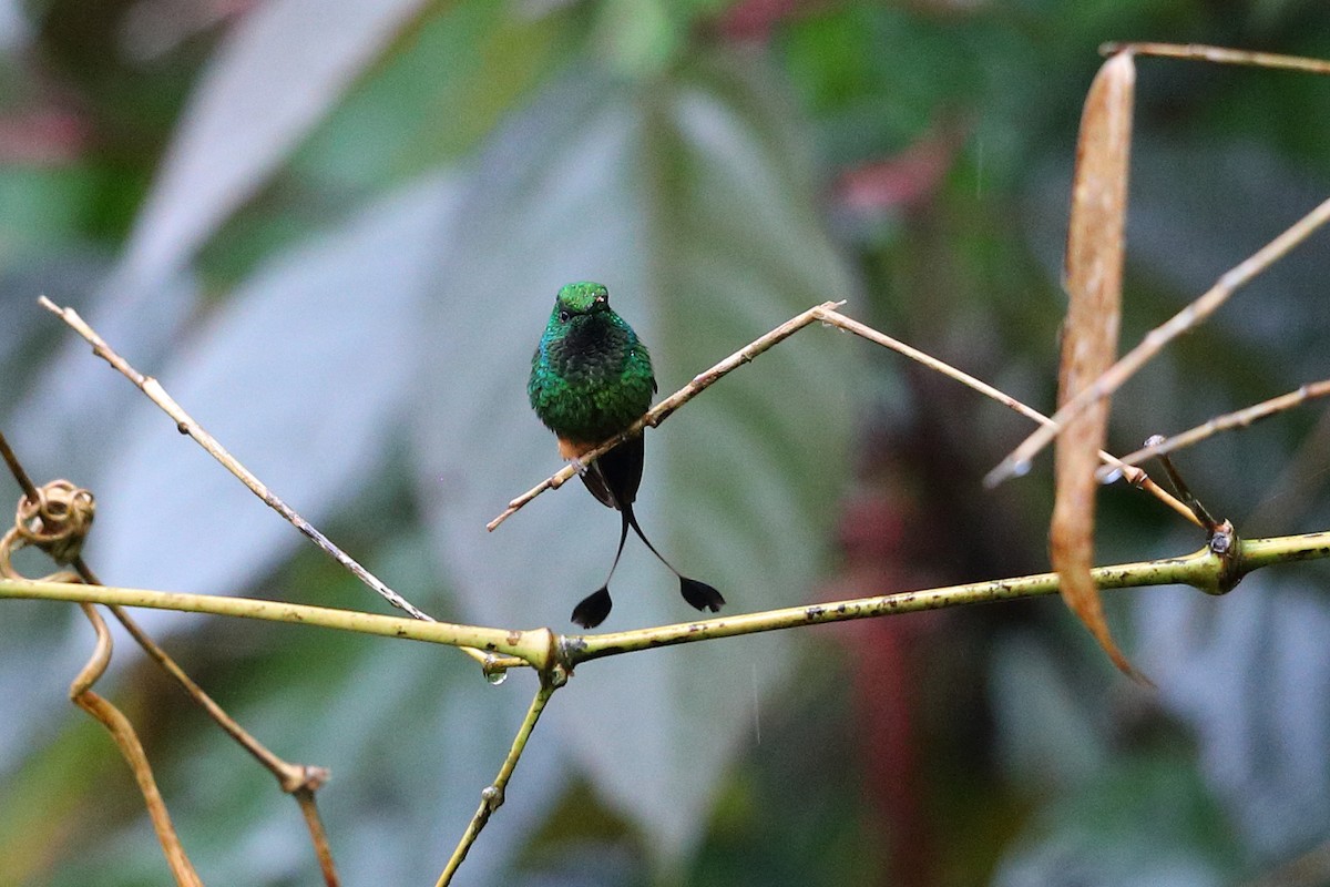 Rufous-booted Racket-tail (Anna's) - ML112412411