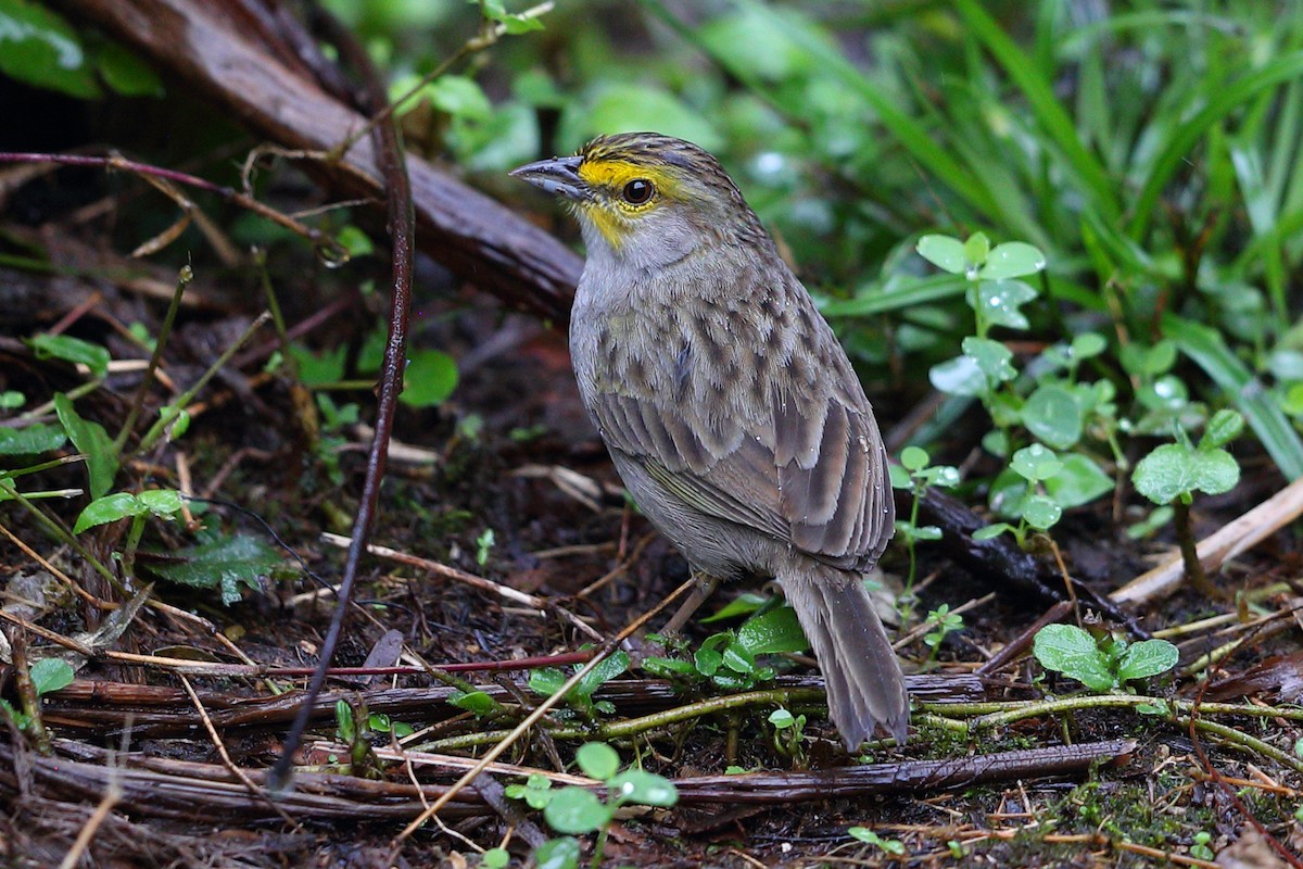 Yellow-browed Sparrow - Jon Irvine