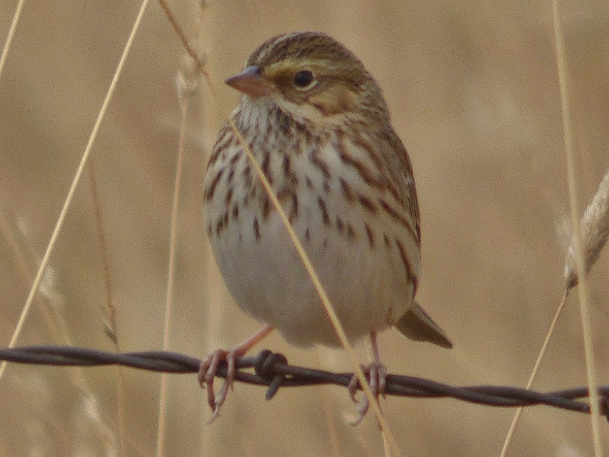 Savannah Sparrow - ML112414481