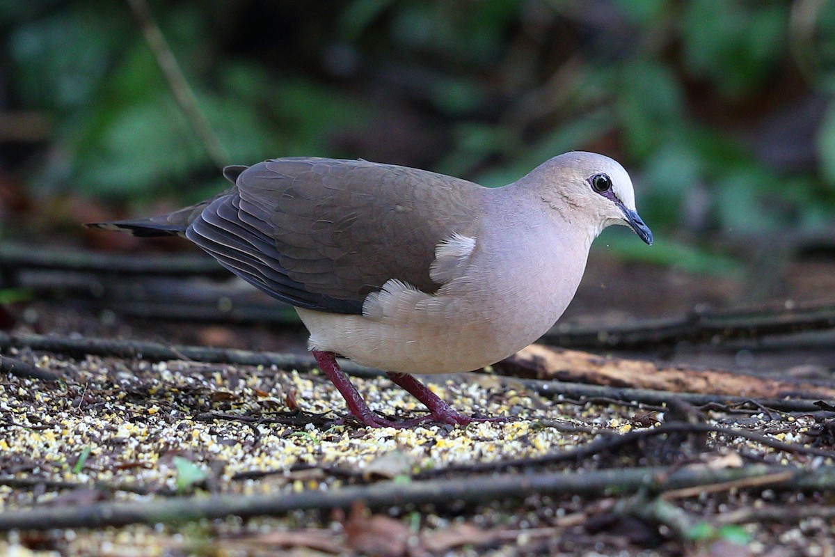 Gray-fronted Dove - ML112415501