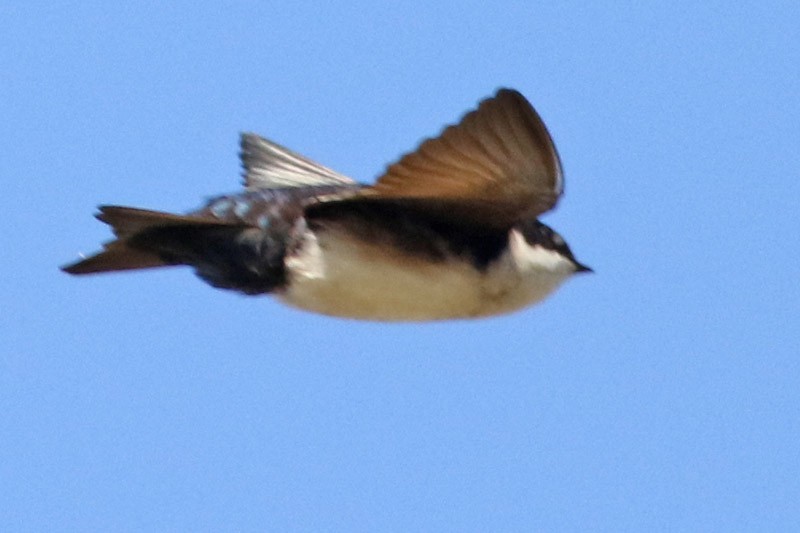 Blue-and-white Swallow - J. Simón Tagtachian
