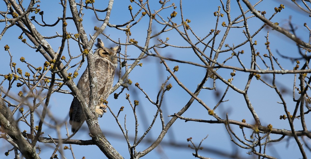 Great Horned Owl - Jay McGowan