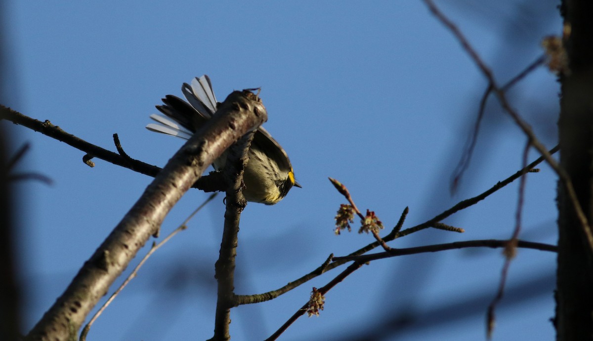 Black-throated Green Warbler - ML112419201