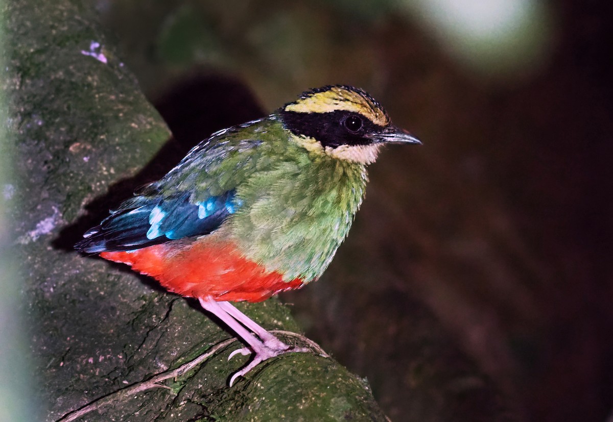 Green-breasted Pitta - ML112427691