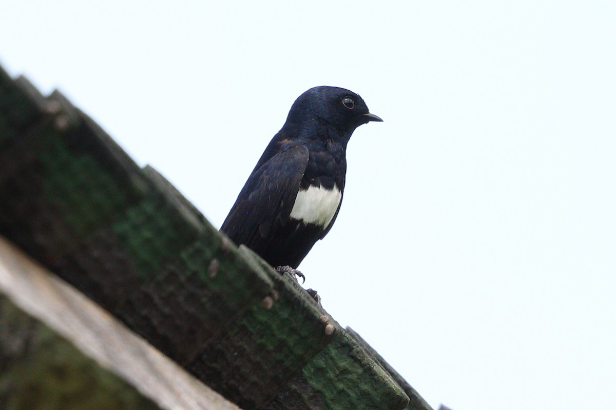 White-banded Swallow - ML112427951