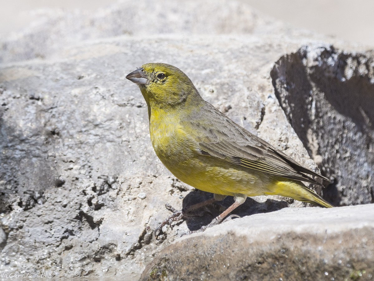 Greenish Yellow-Finch - ML112428021