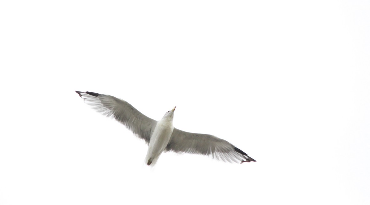 Делавэрская чайка - ML112430761