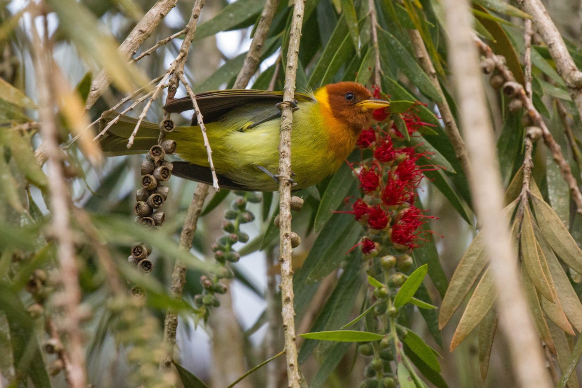 Rufous-headed Tanager - ML112432541