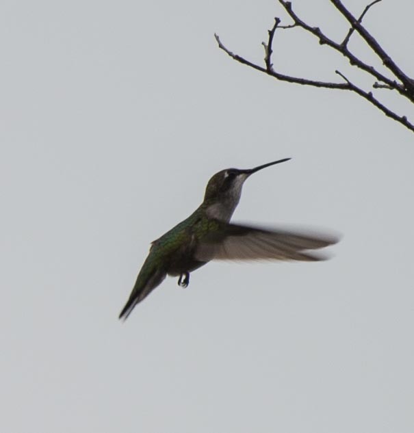 Ruby-throated Hummingbird - Simon Carter