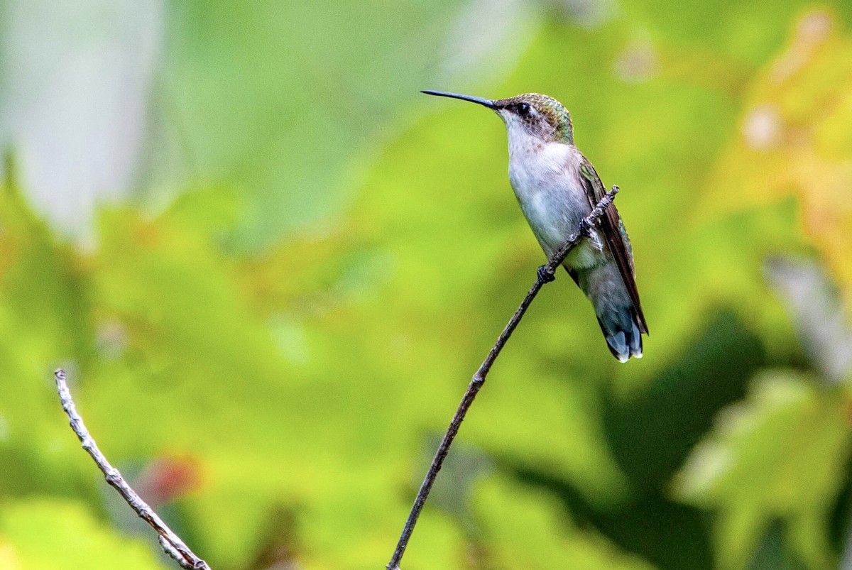 Ruby-throated Hummingbird - Andrew Simon