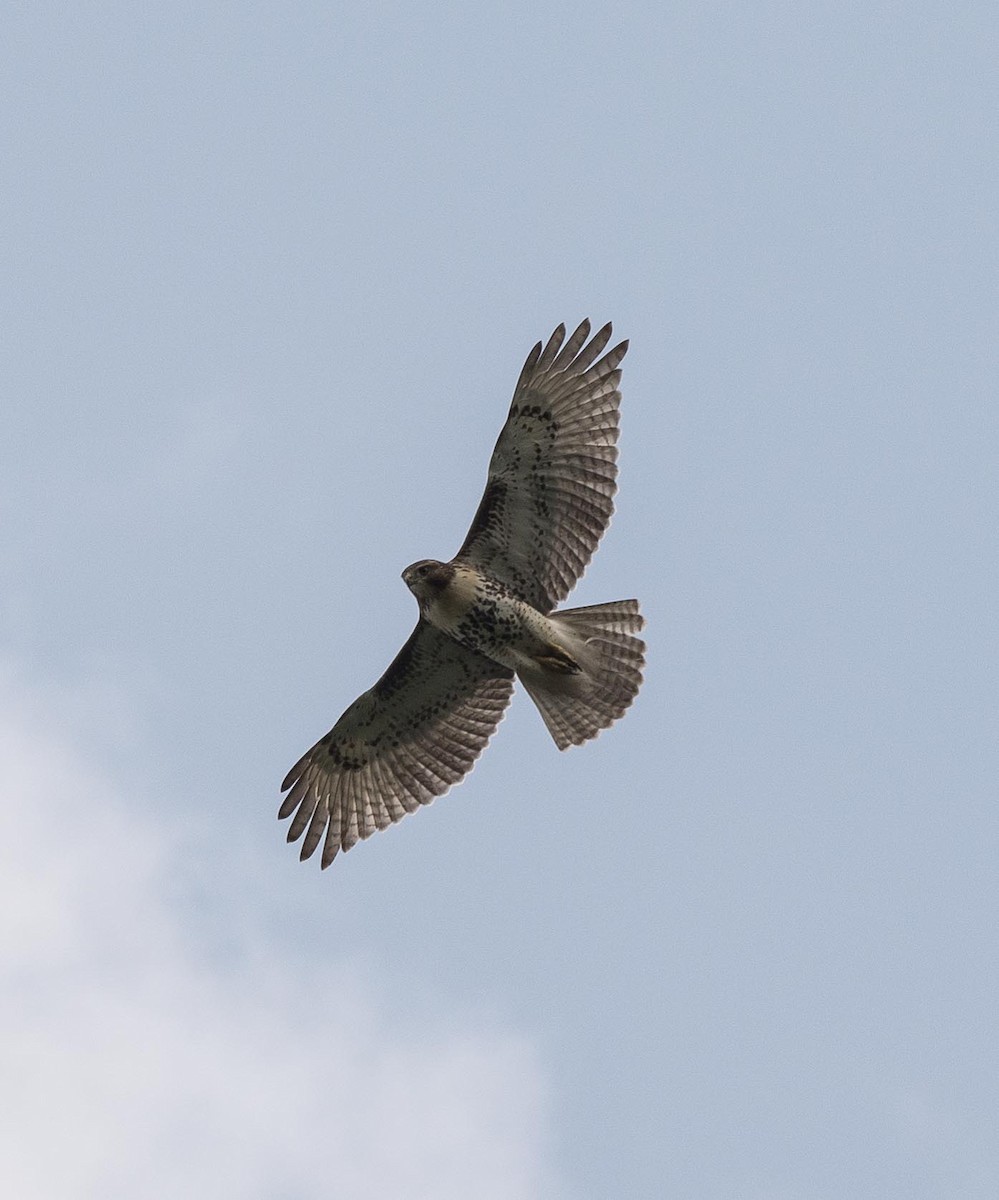 Red-tailed Hawk - Simon Carter