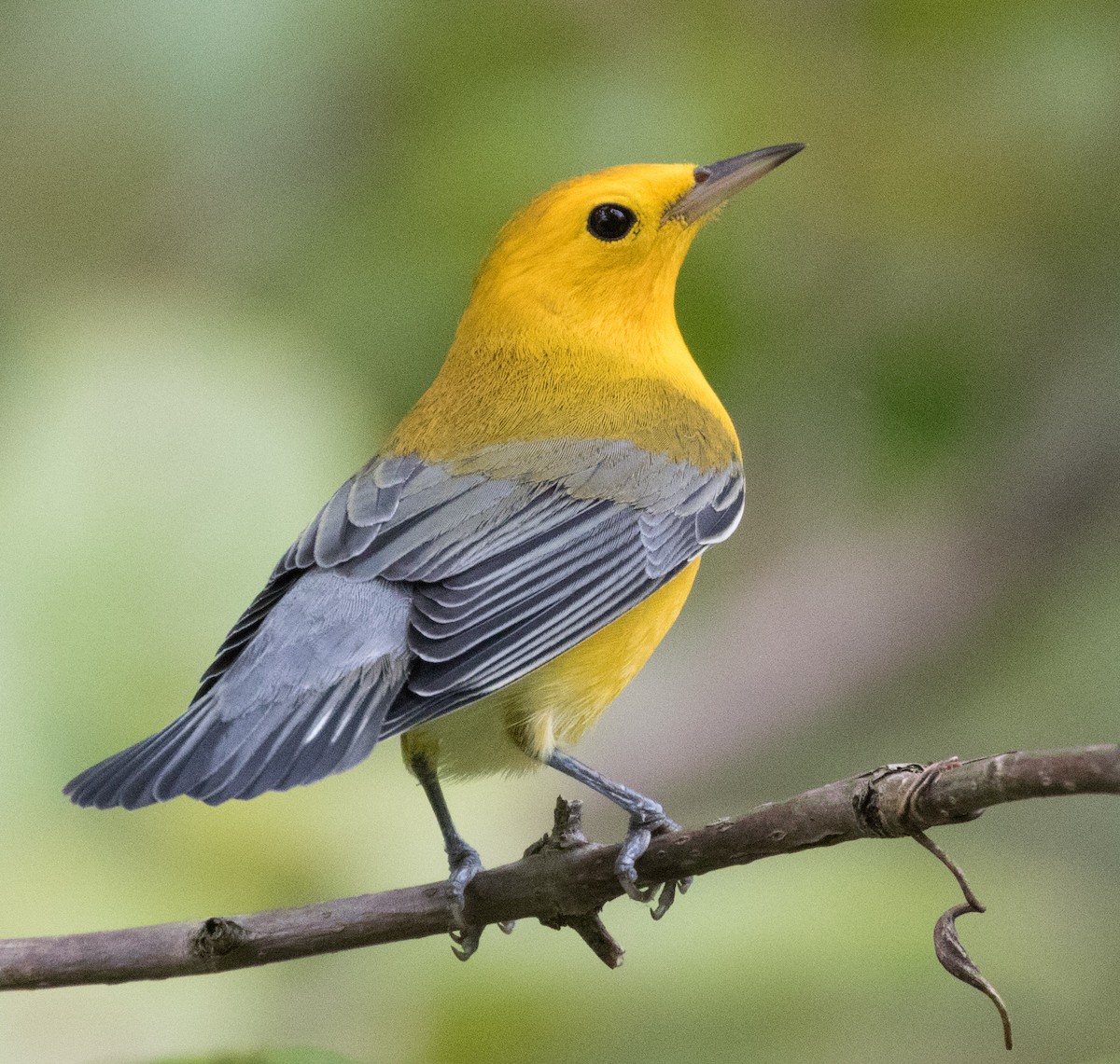 Prothonotary Warbler - Todd Mitchell