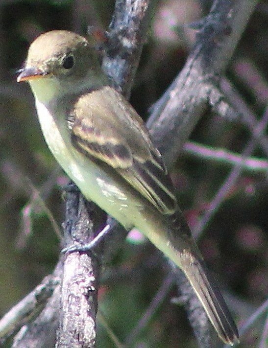 Willow Flycatcher - alison rodgers