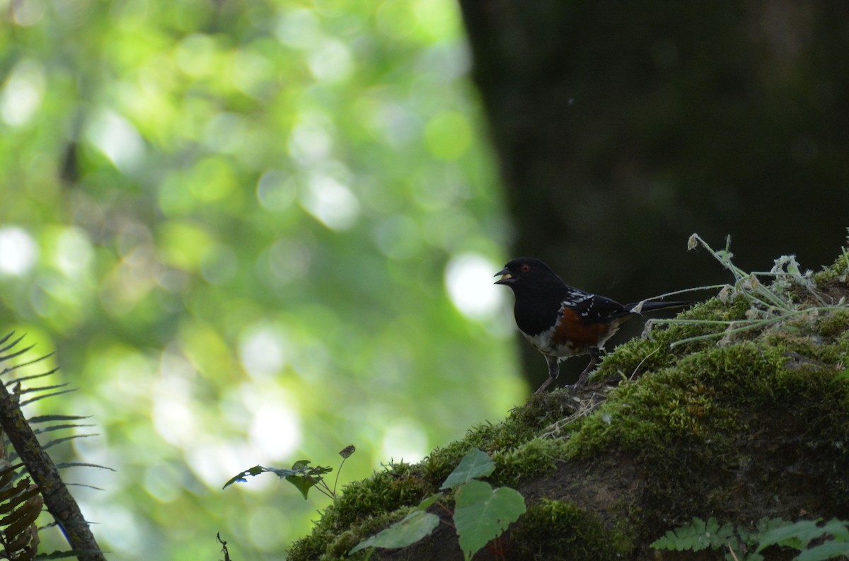Spotted Towhee - ML112438391