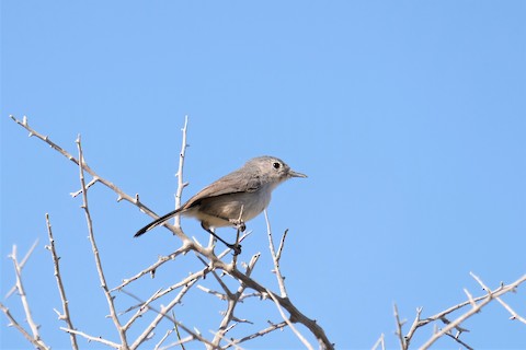 California Gnatcatcher - eBird