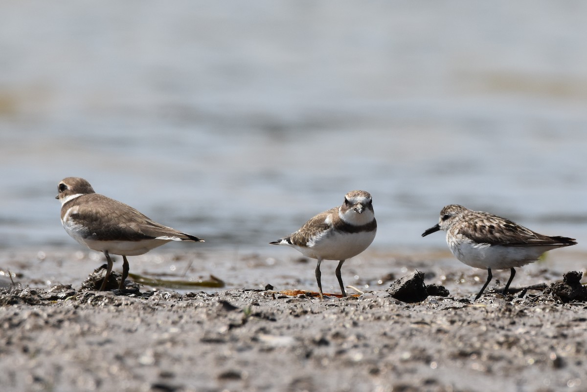 Semipalmated Plover - ML112443821