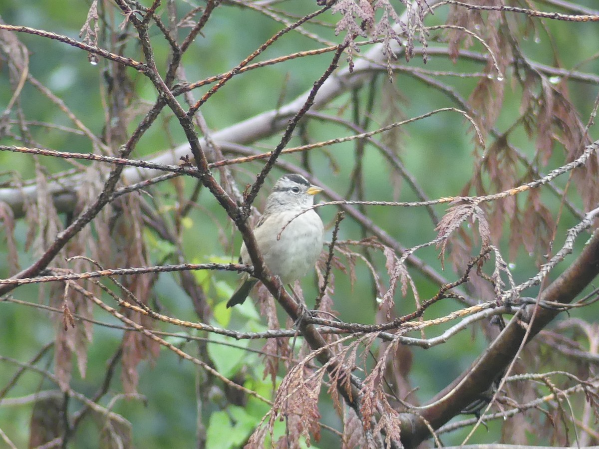 White-crowned Sparrow - Carey Bergman
