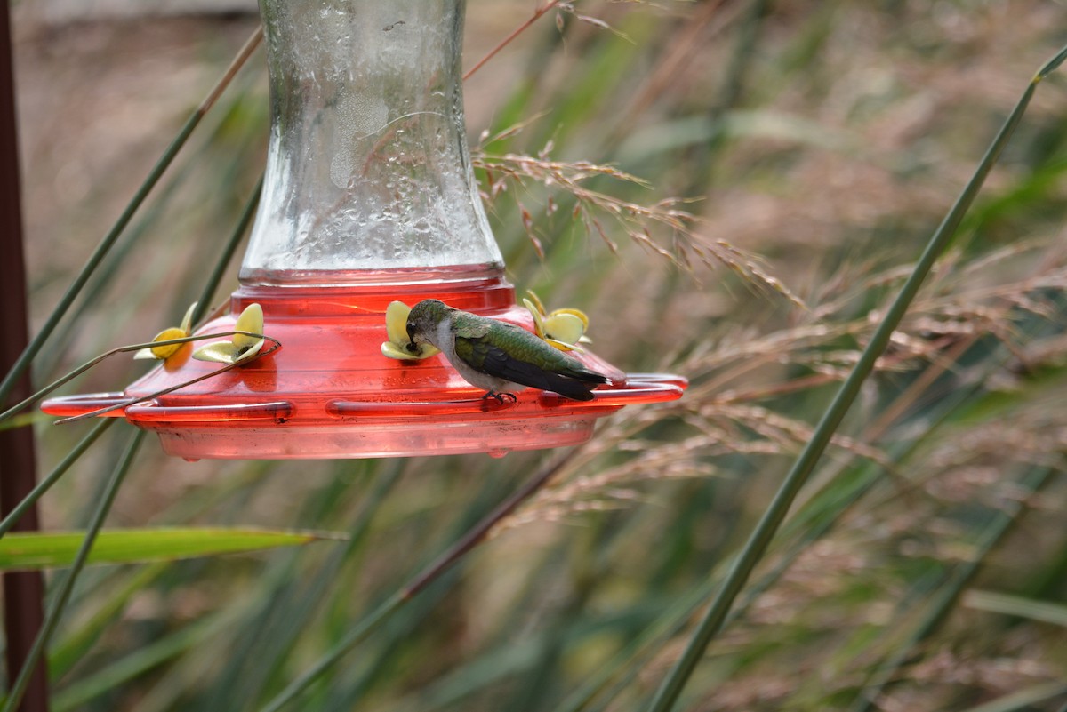 Ruby-throated Hummingbird - Dan Bormann