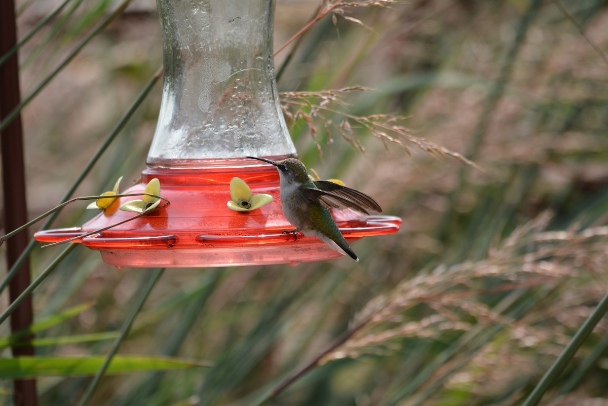 Ruby-throated Hummingbird - ML112443961
