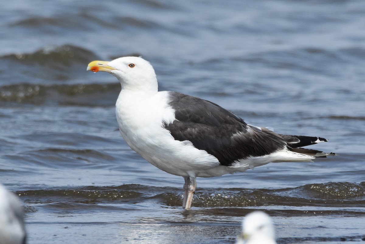 Great Black-backed Gull - Michael Schall