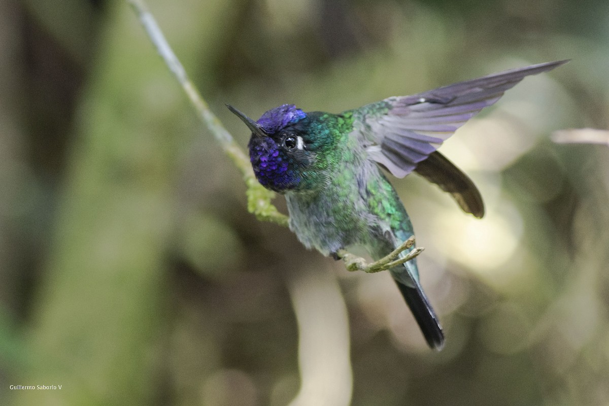 Violet-headed Hummingbird - ML112447831