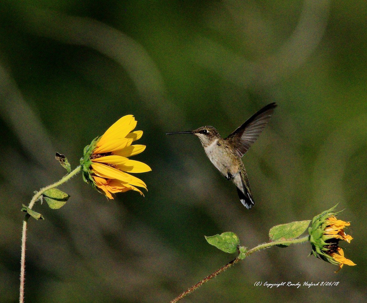 Black-chinned Hummingbird - ML112450151