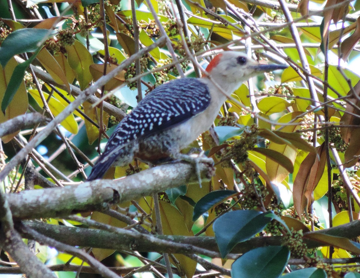 Golden-fronted Woodpecker - ML112453151