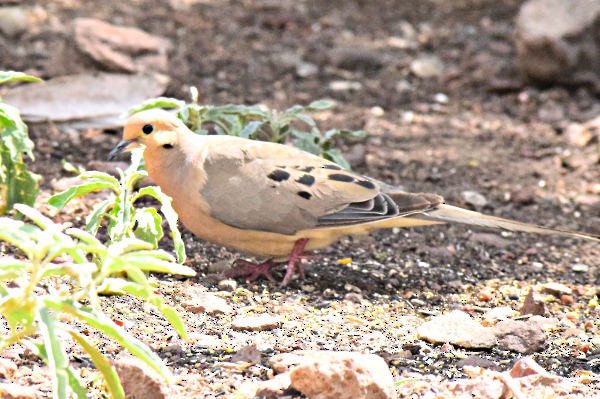 Mourning Dove - Steve and Sue Whitmer