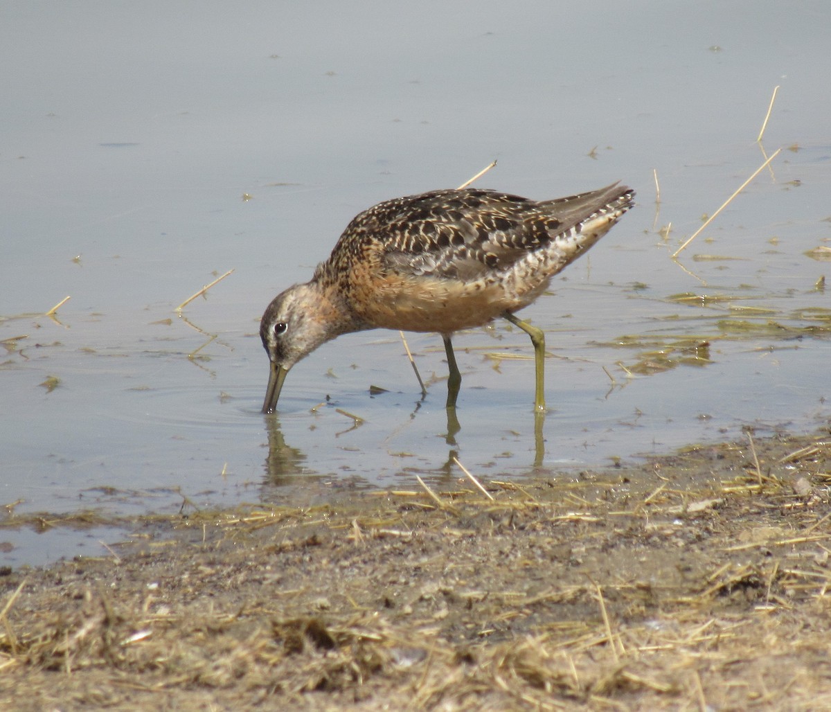 Long-billed Dowitcher - ML112458001
