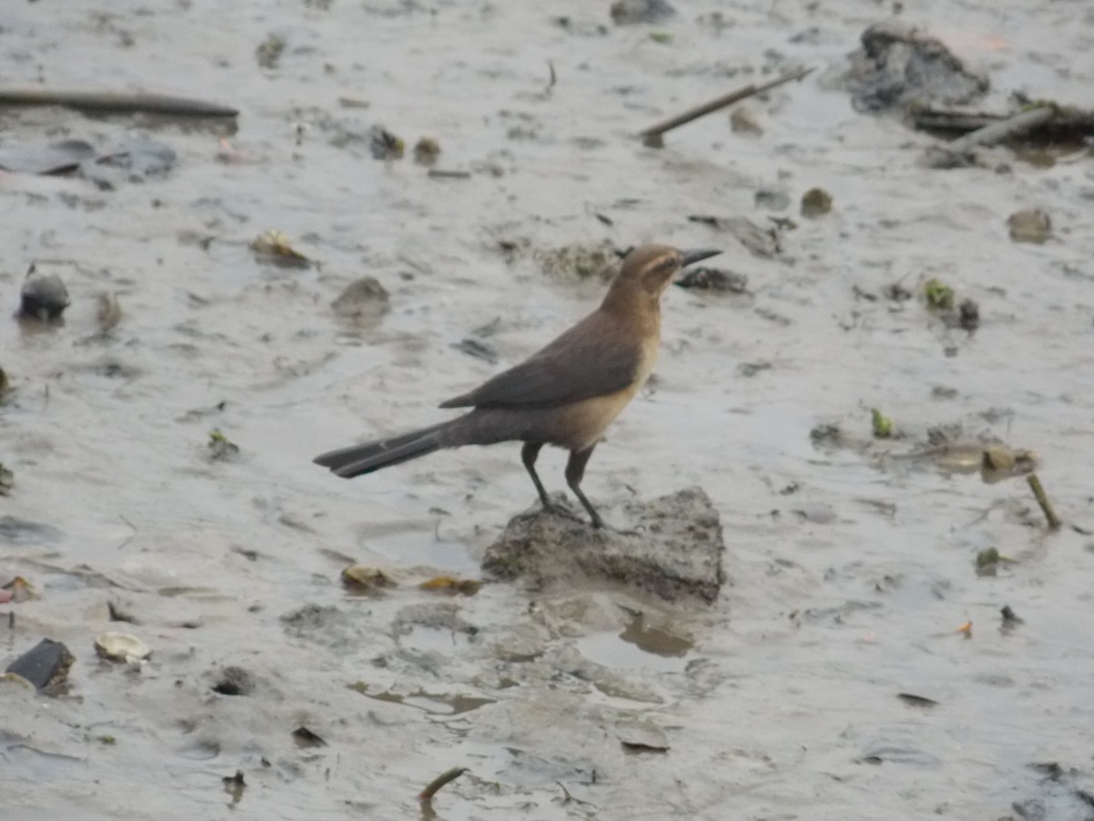 Great-tailed Grackle - ML112459591