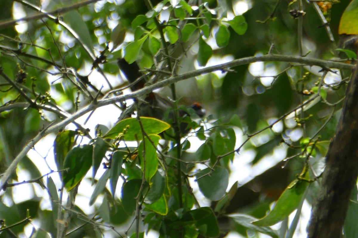 Greater Antillean Bullfinch - ML112460131