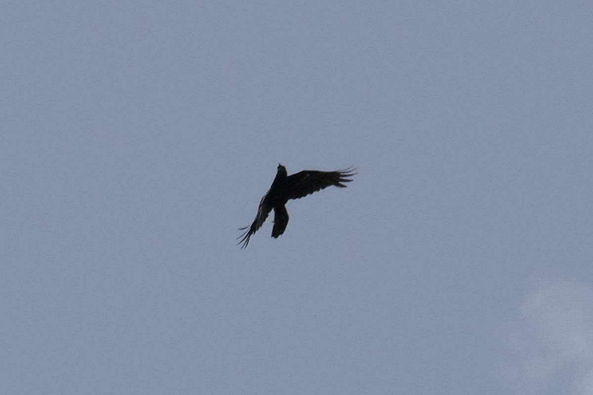 White-necked Crow - ML112461361