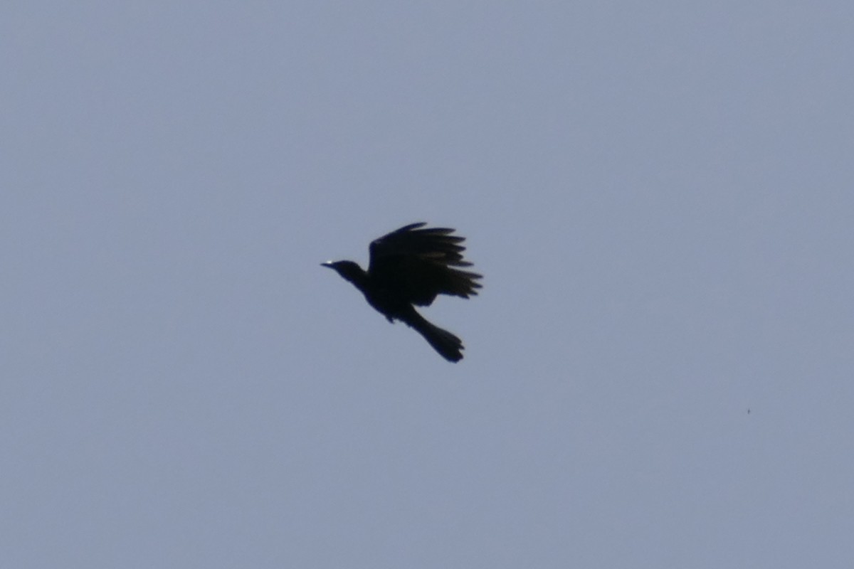 White-necked Crow - ML112461381