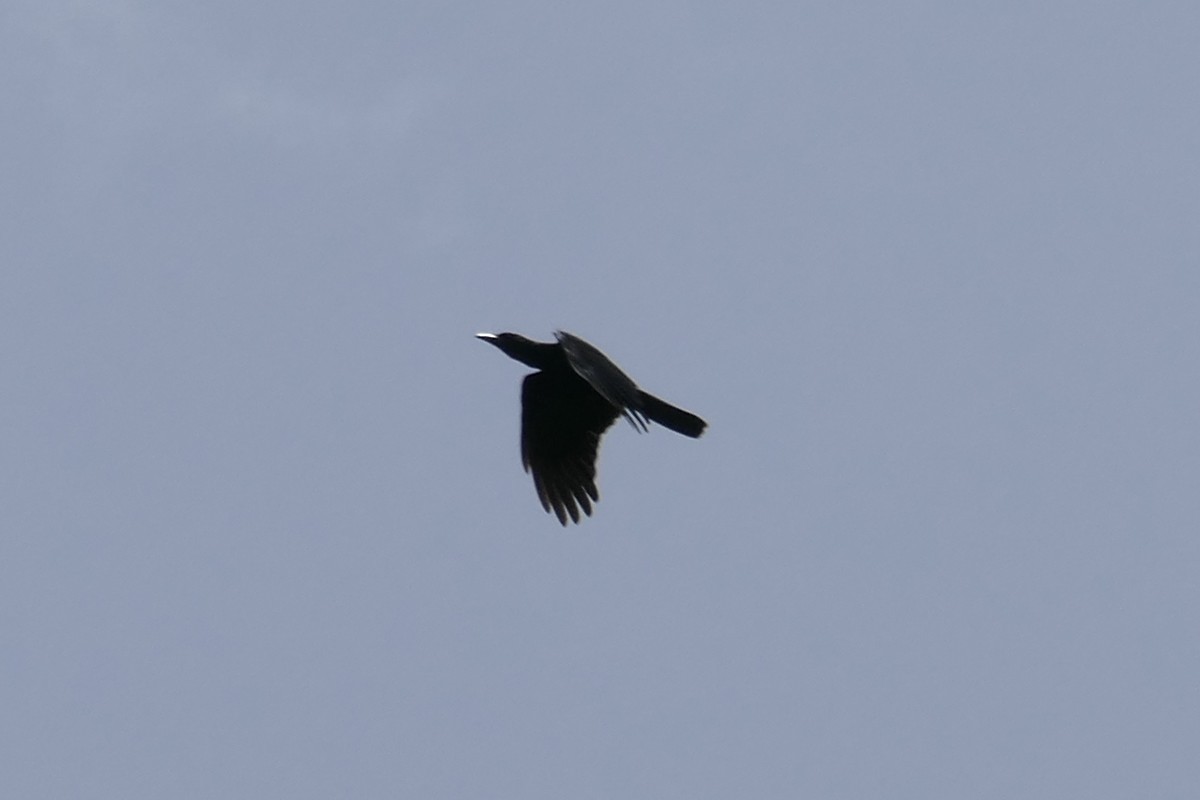 White-necked Crow - ML112461391
