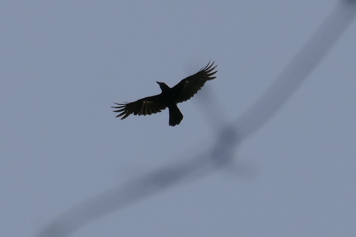 Антильская ворона - ML112461401