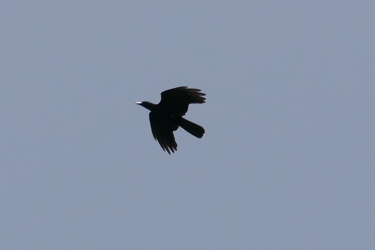 White-necked Crow - ML112461411